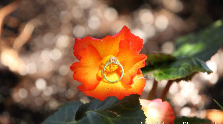 Queen Elizabeth Park Engagement Proposal Flowers