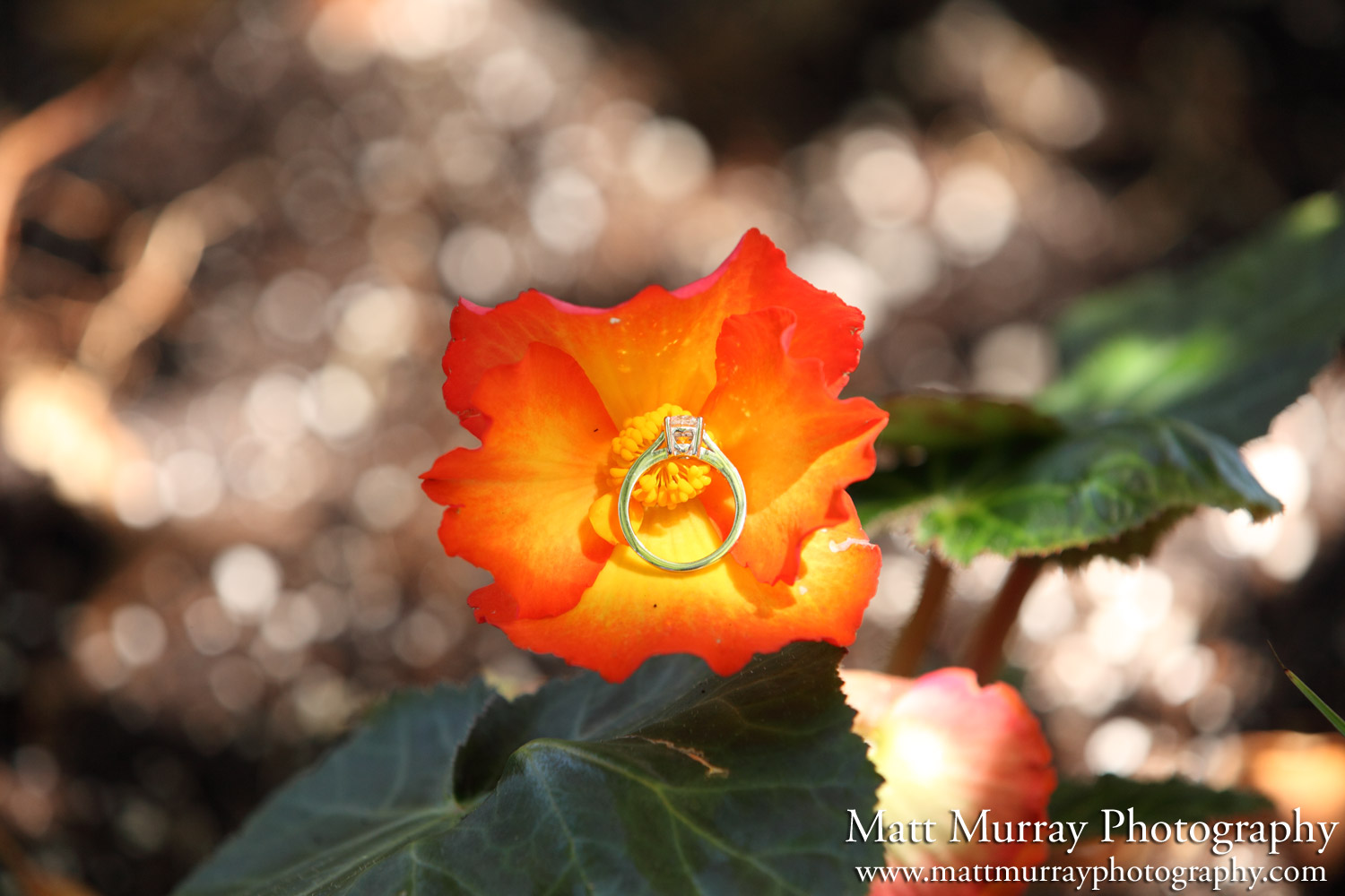 Queen Elizabeth Park Engagement Proposal Flower