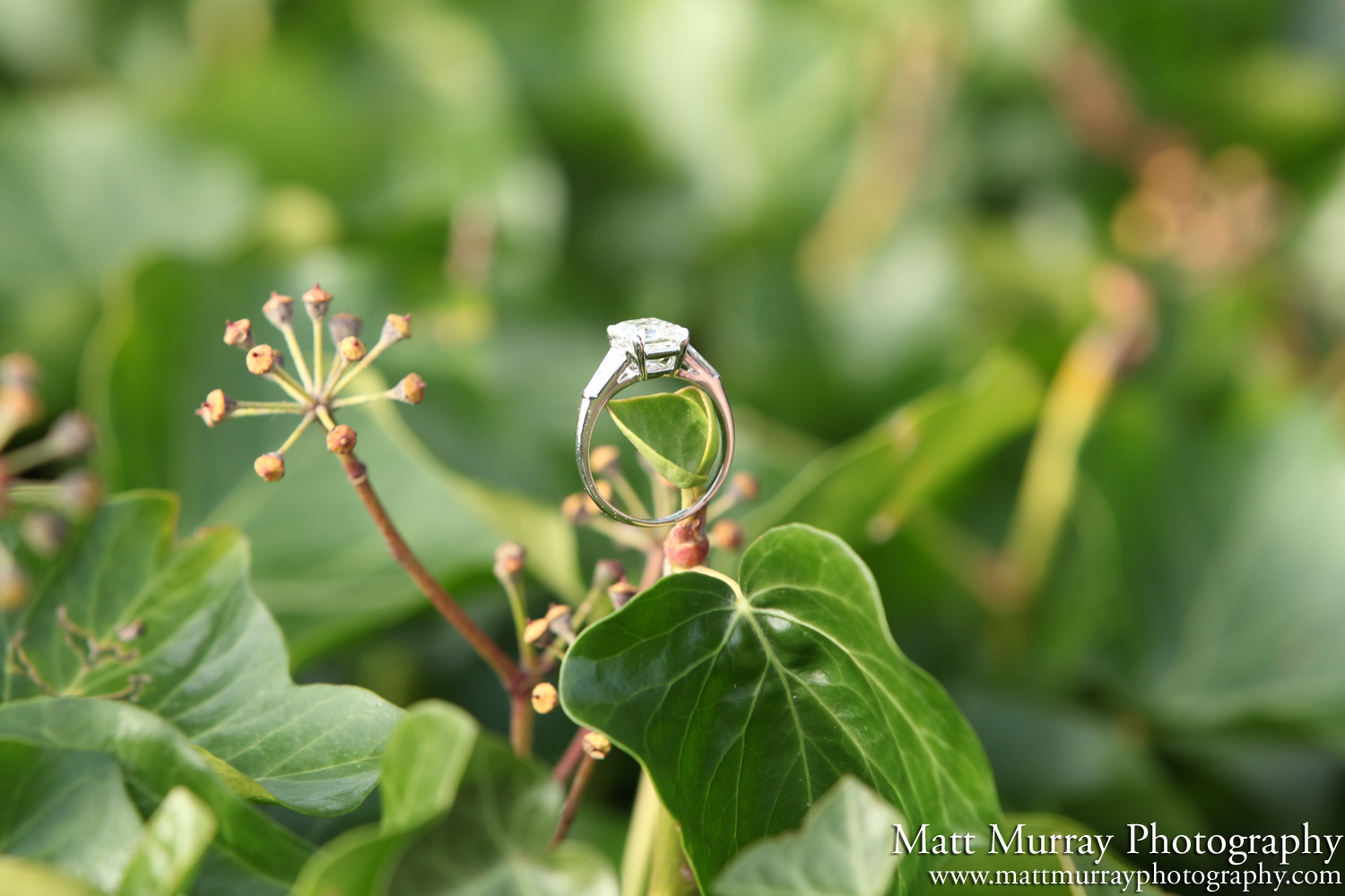 Stanley Park Engagement Proposal Ring