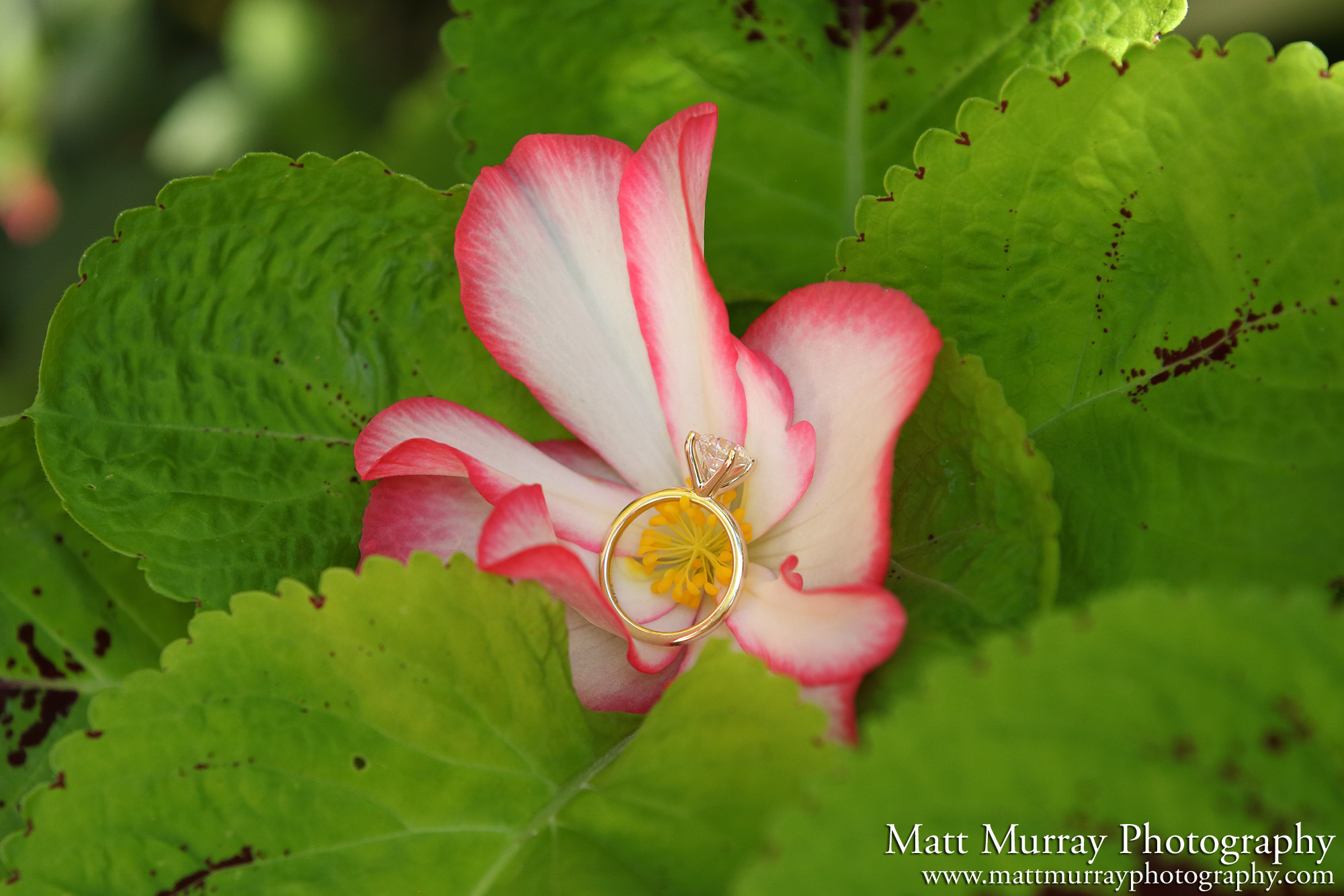 Engagement Proposal Ring Detail Flower Garden