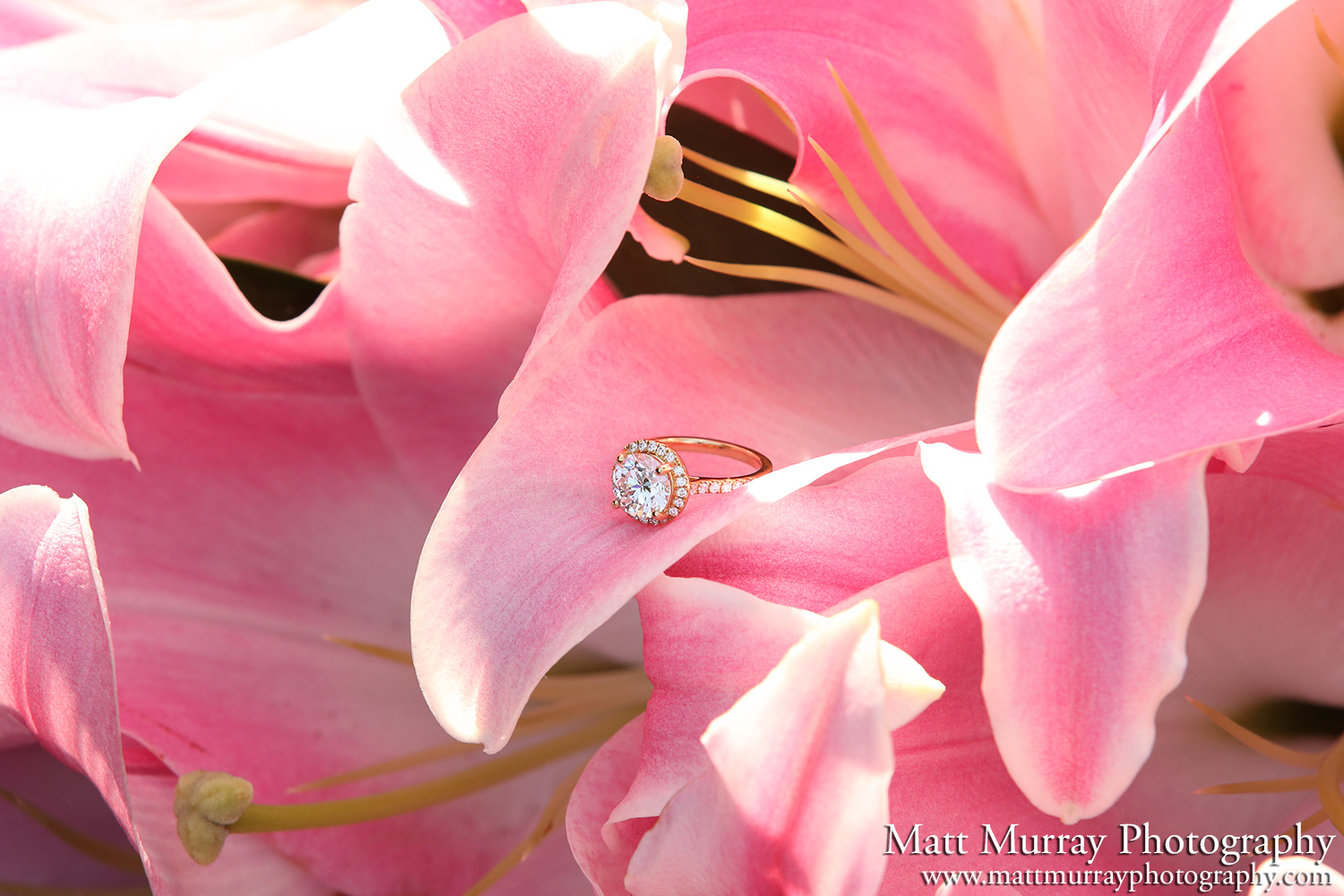 Professional Engagement Photography Grouse Mountain BC Canada